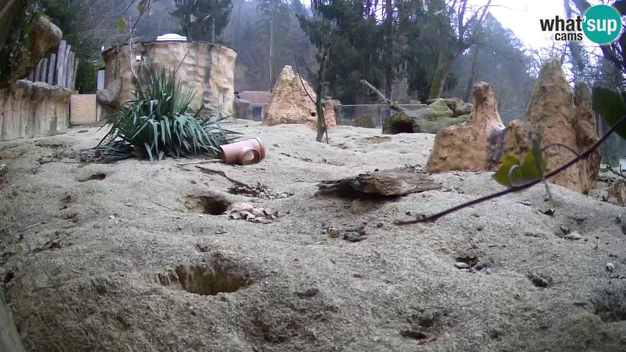 Live cam Zoo Ljubljana – Erdmännchen