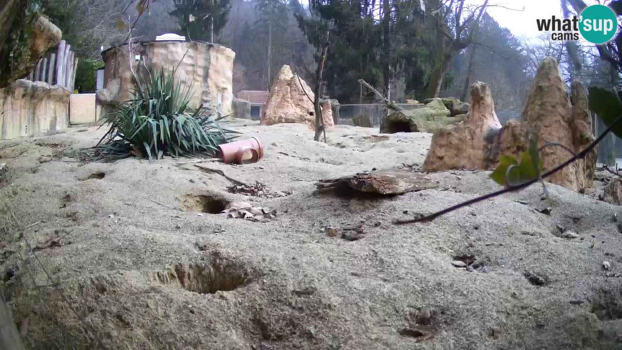 Live cam Zoo Ljubljana – Erdmännchen