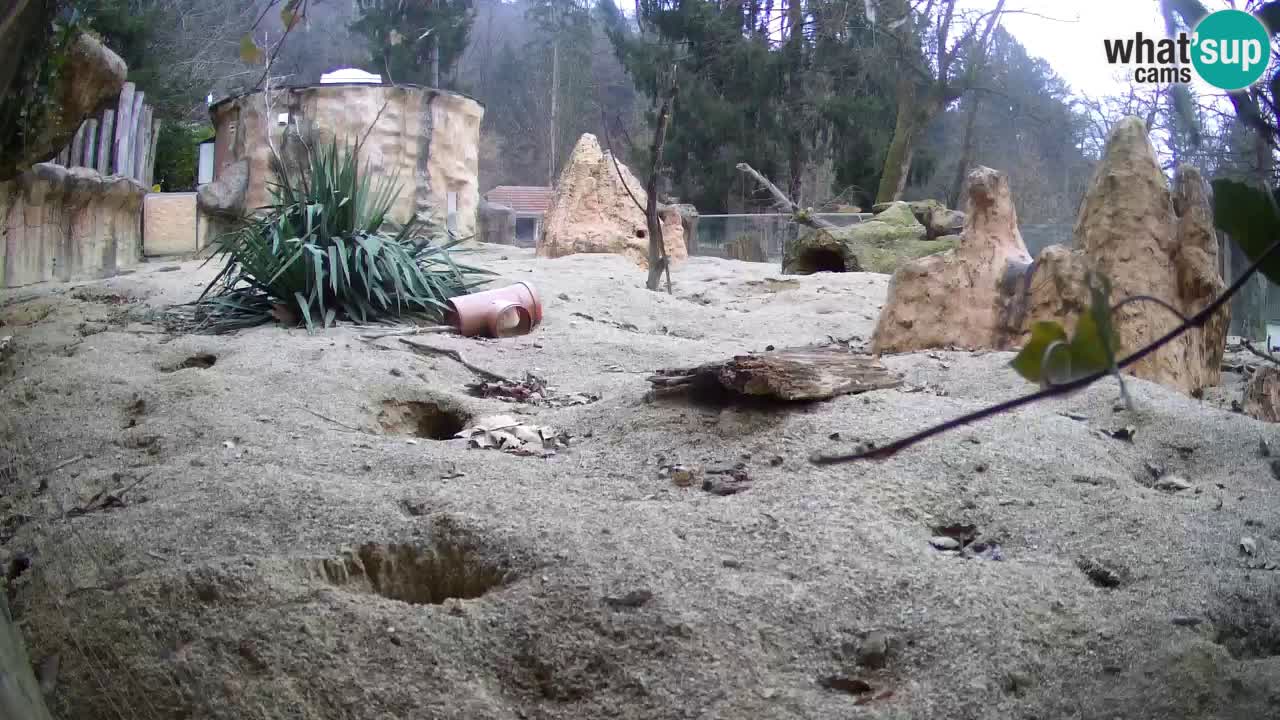 Zoo Ljubljana – Meerkat (Suricata)