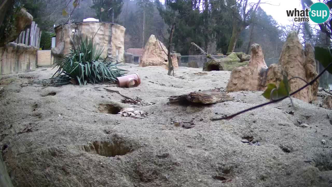 Live cam Zoo Ljubljana – Erdmännchen