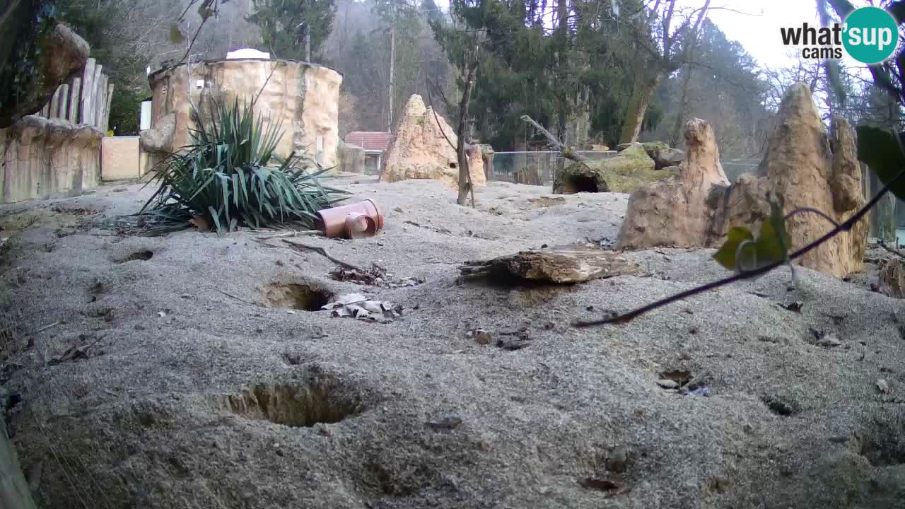 Zoo Ljubljana – Meerkat (Suricata)