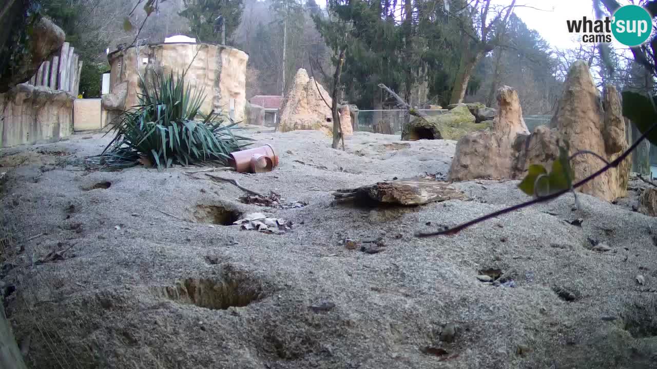 Live cam Zoo Ljubljana – Erdmännchen