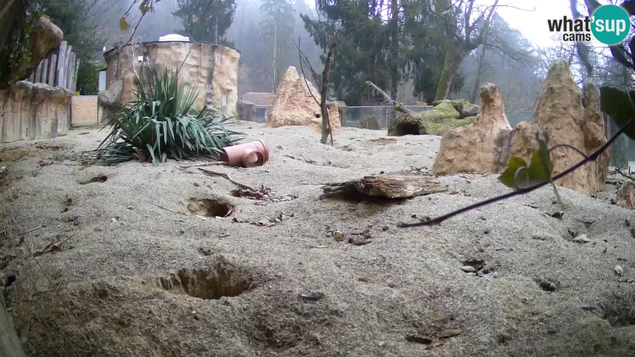 Webcam Zoo Ljubljana – Suricate