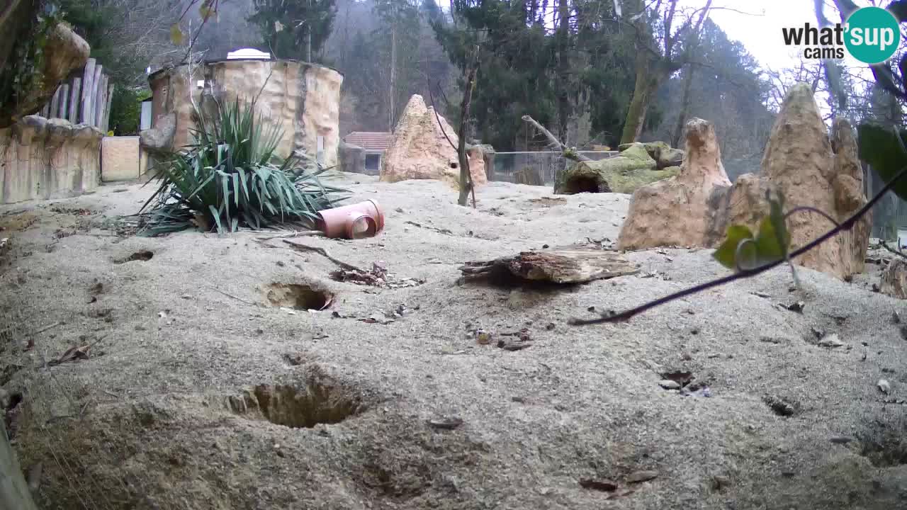 Webcam Zoo Ljubljana – Suricate