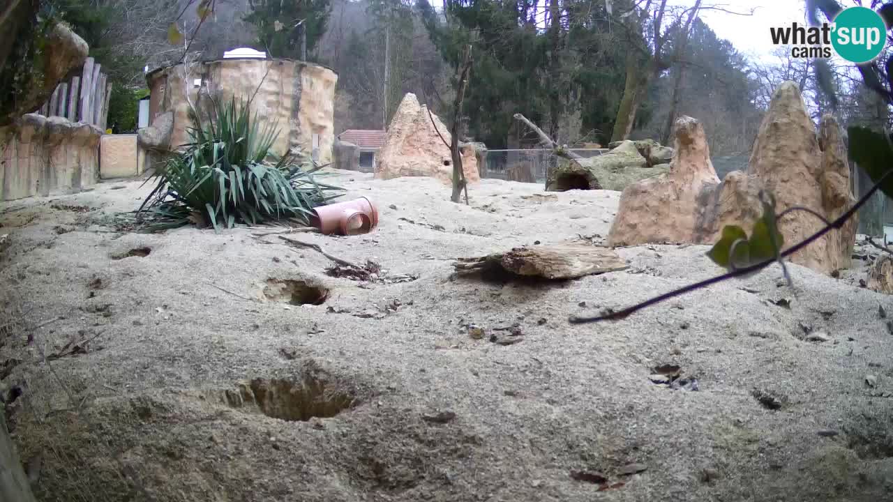 Webcam Zoo Ljubljana – Suricate