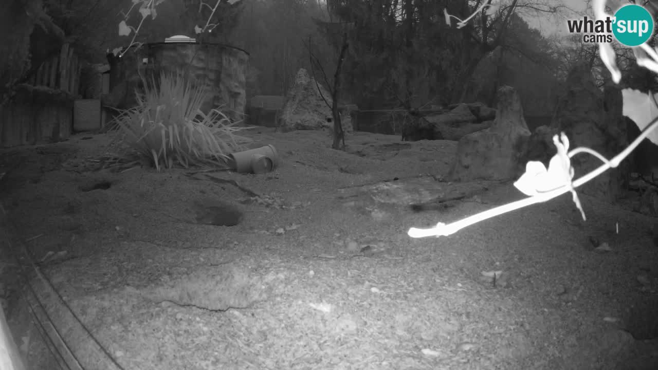 Webcam Zoo Ljubljana – Suricate