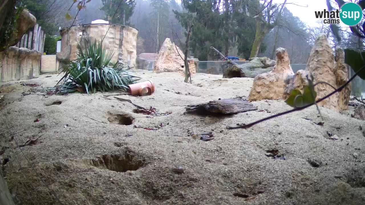 Zoo Ljubljana – Live webcam Meerkat (Suricata)