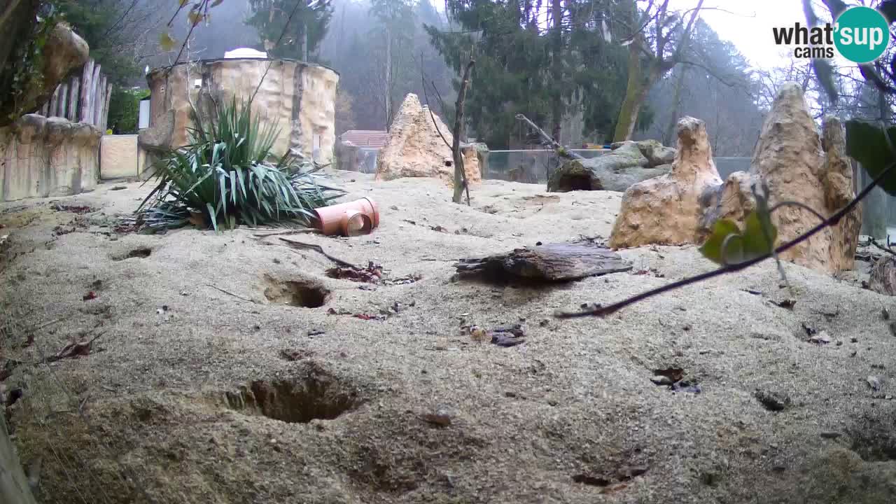 Webcam Zoo Ljubljana – Suricate