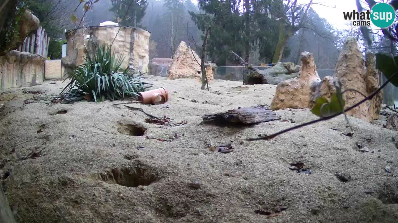 Zoo Ljubljana – Meerkat (Suricata)