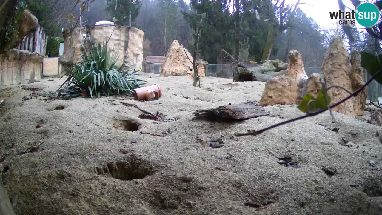 Webcam Zoo Ljubljana – Suricate