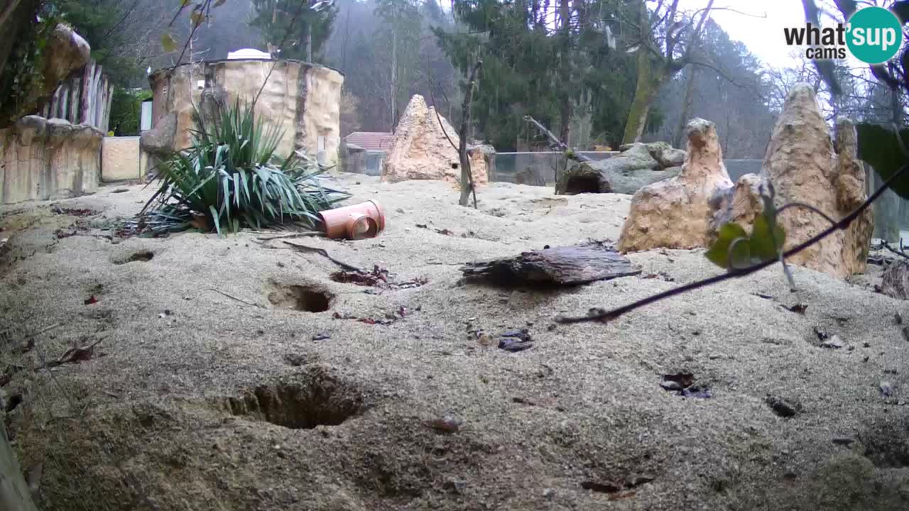 Webcam Zoo Ljubljana – Suricate