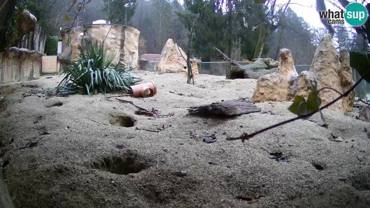 Live cam Zoo Ljubljana – Erdmännchen