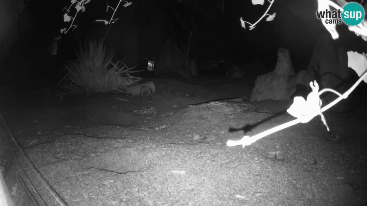 Zoo Ljubljana – Meerkat (Suricata)