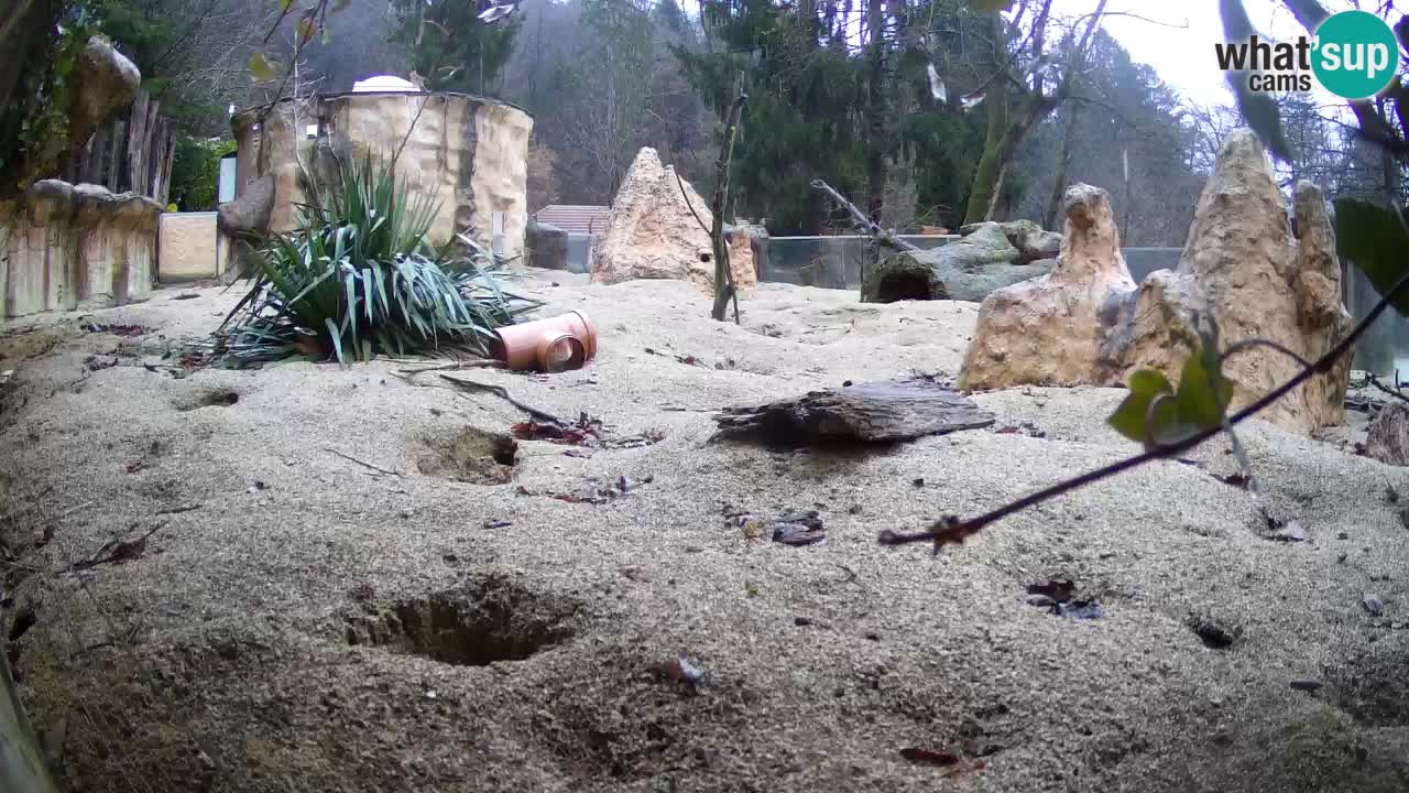 Live cam Zoo Ljubljana – Erdmännchen