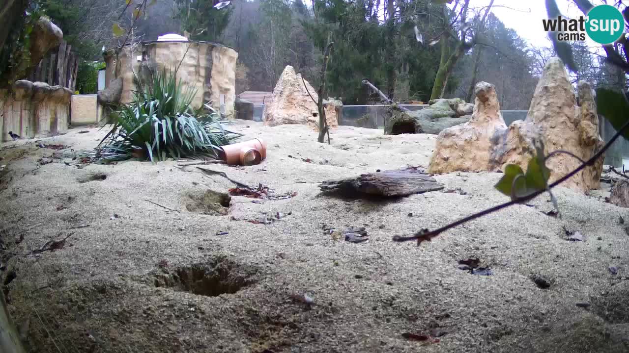 Webcam live Zoo Ljubljana – Suricata