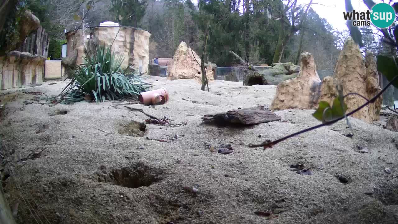 Live cam Zoo Ljubljana – Erdmännchen