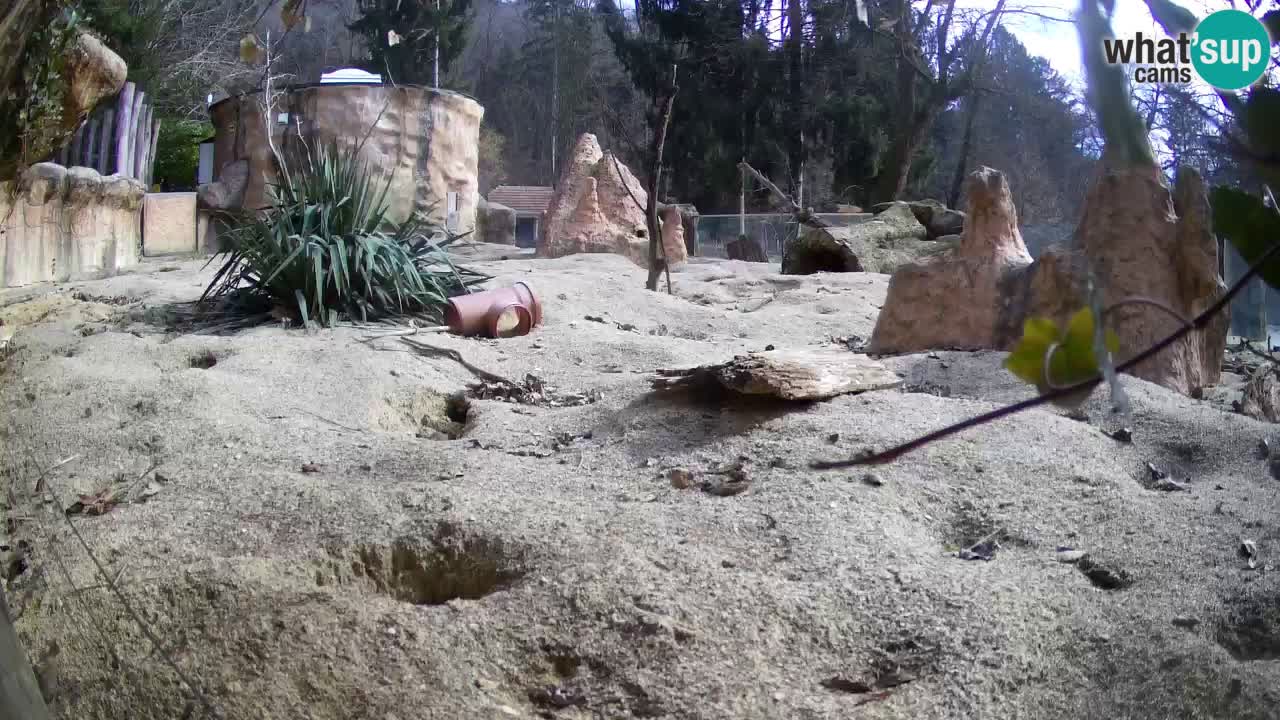 Webcam Zoo Ljubljana – Suricate