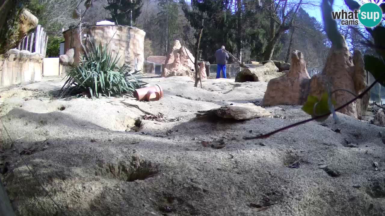 Zoo Ljubljana – Live webcam Meerkat (Suricata)