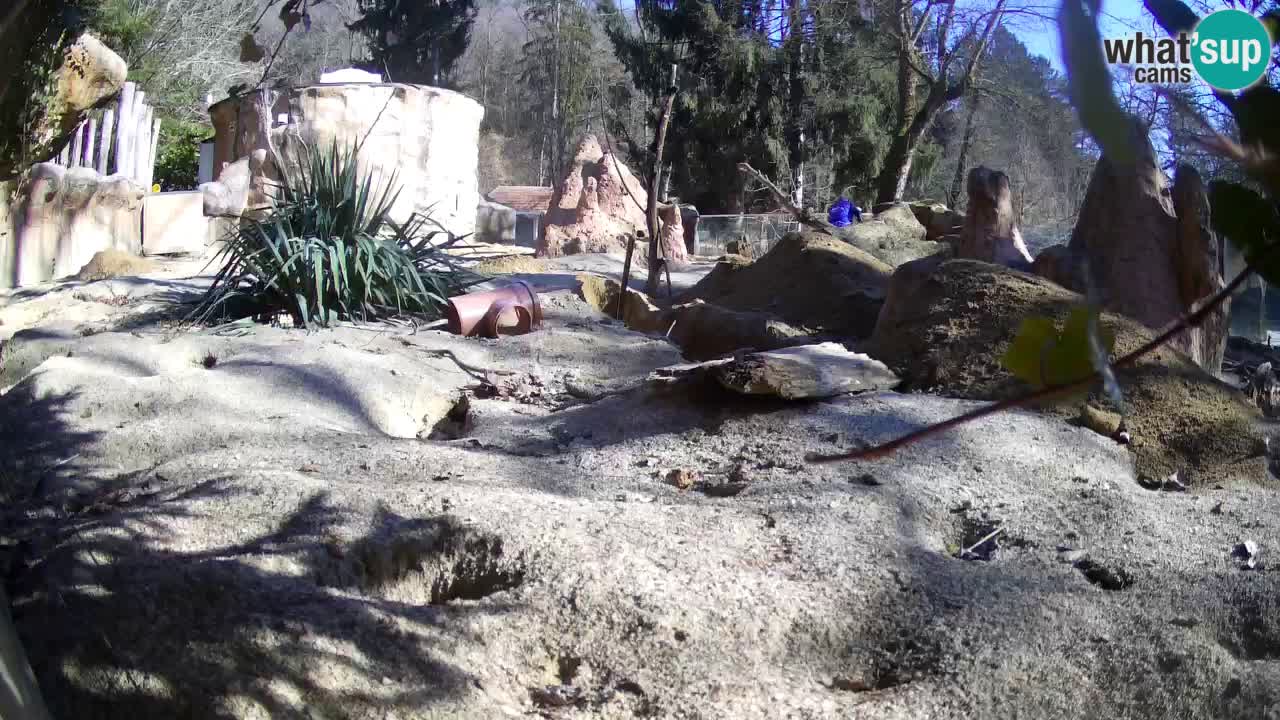 Zoo Ljubljana – Live webcam Meerkat (Suricata)