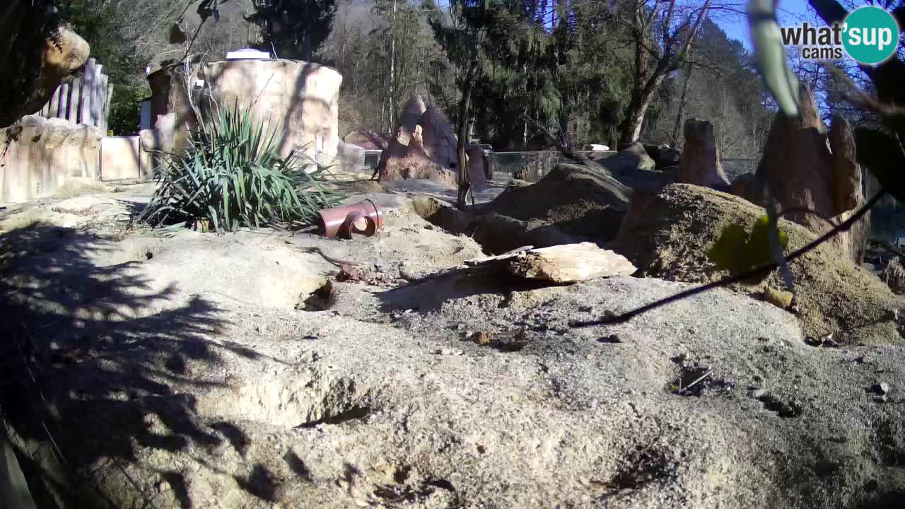 Webcam Zoo Ljubljana – Suricate