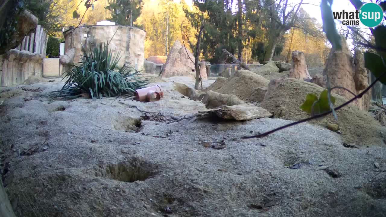 Zoo Ljubljana – Meerkat (Suricata)