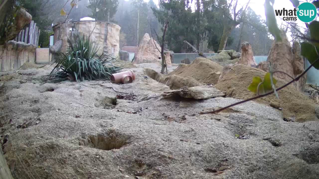 Live cam Zoo Ljubljana – Erdmännchen