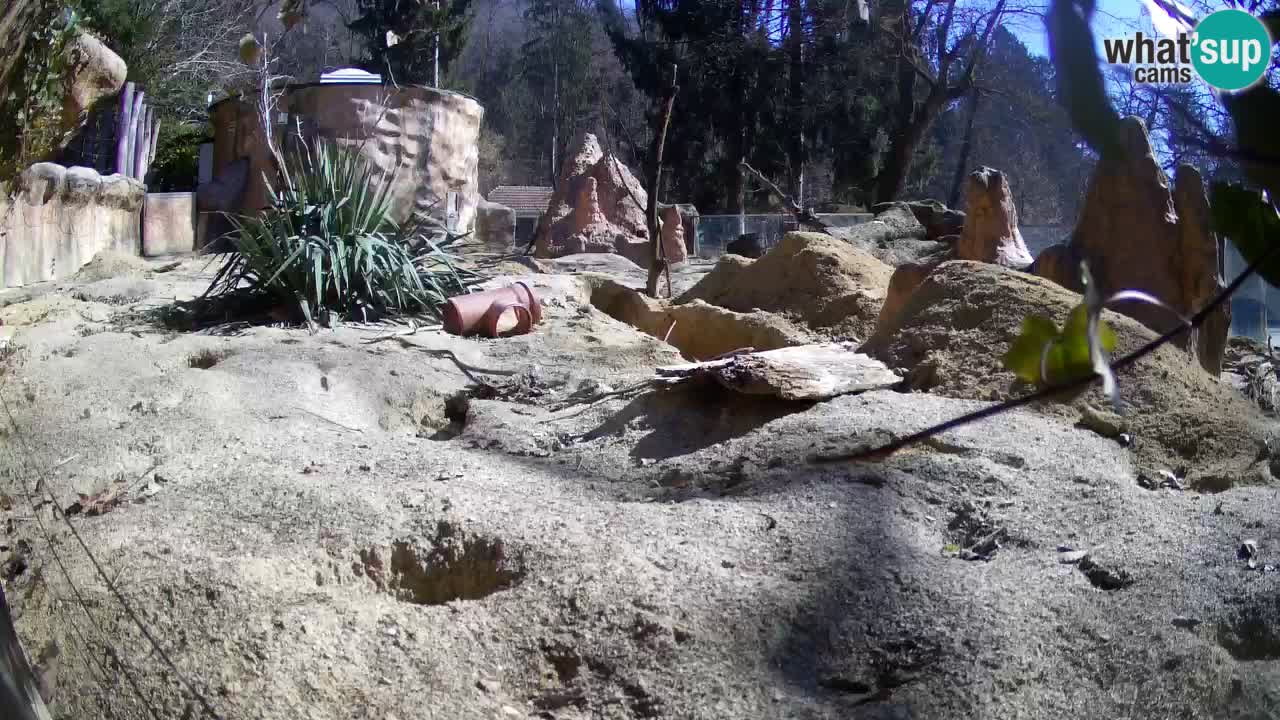 Zoo Ljubljana – Meerkat (Suricata)