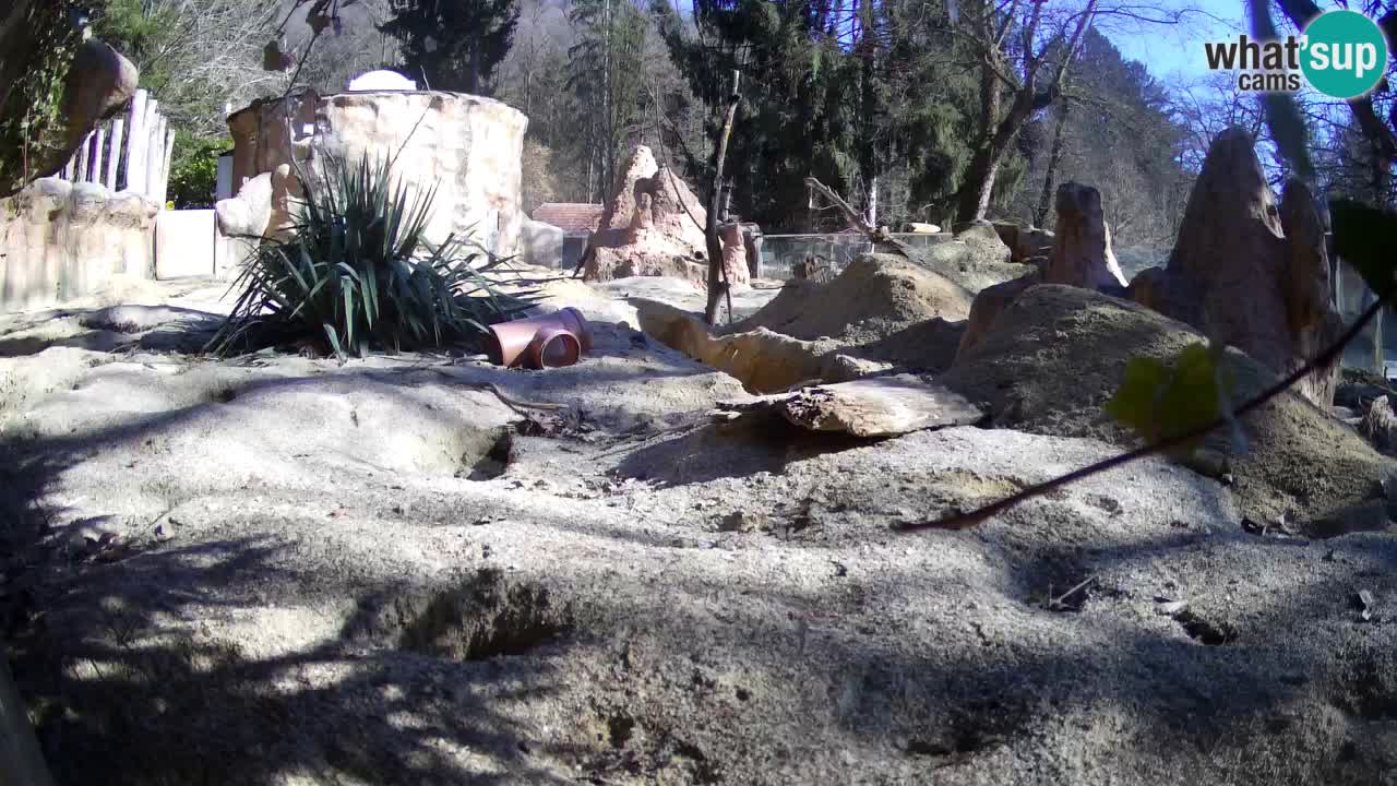 Zoo Ljubljana – Live webcam Meerkat (Suricata)