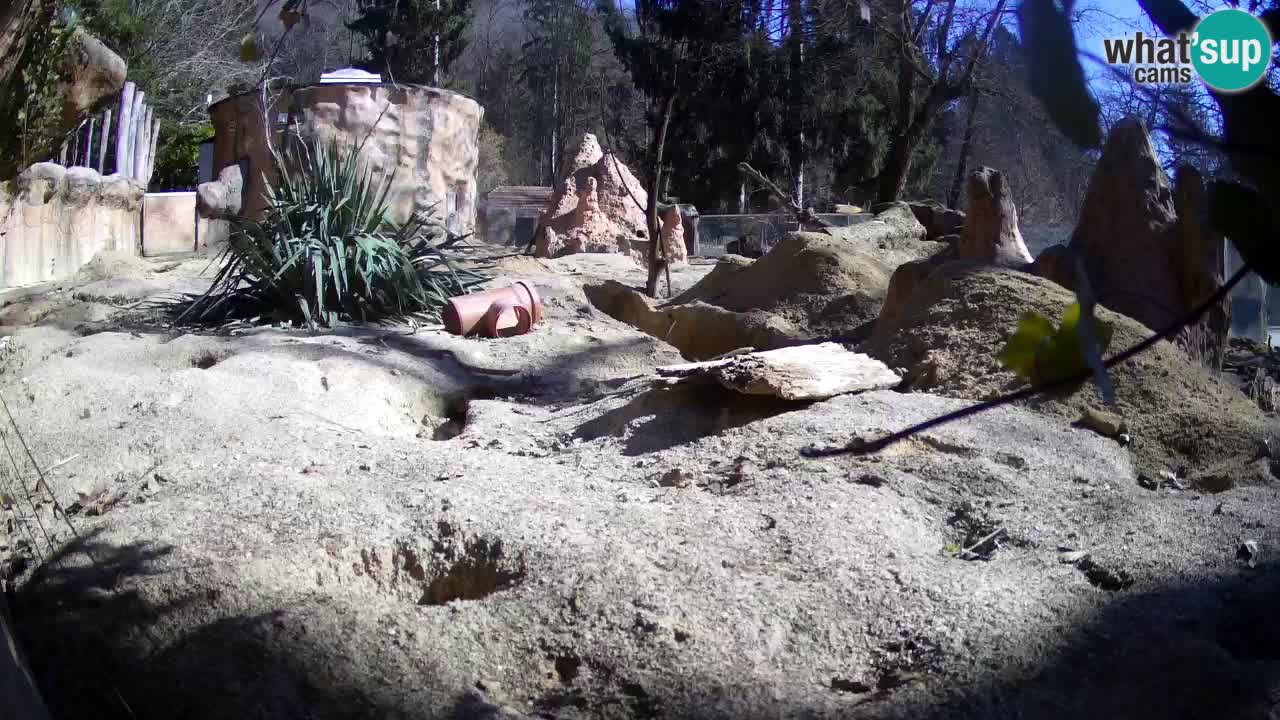 Webcam Zoo Ljubljana – Suricate