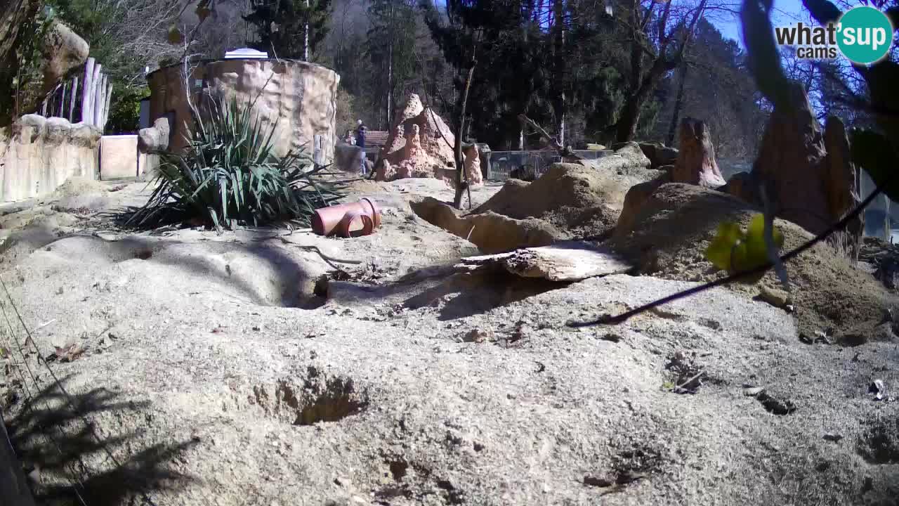 Webcam Zoo Ljubljana – Suricate