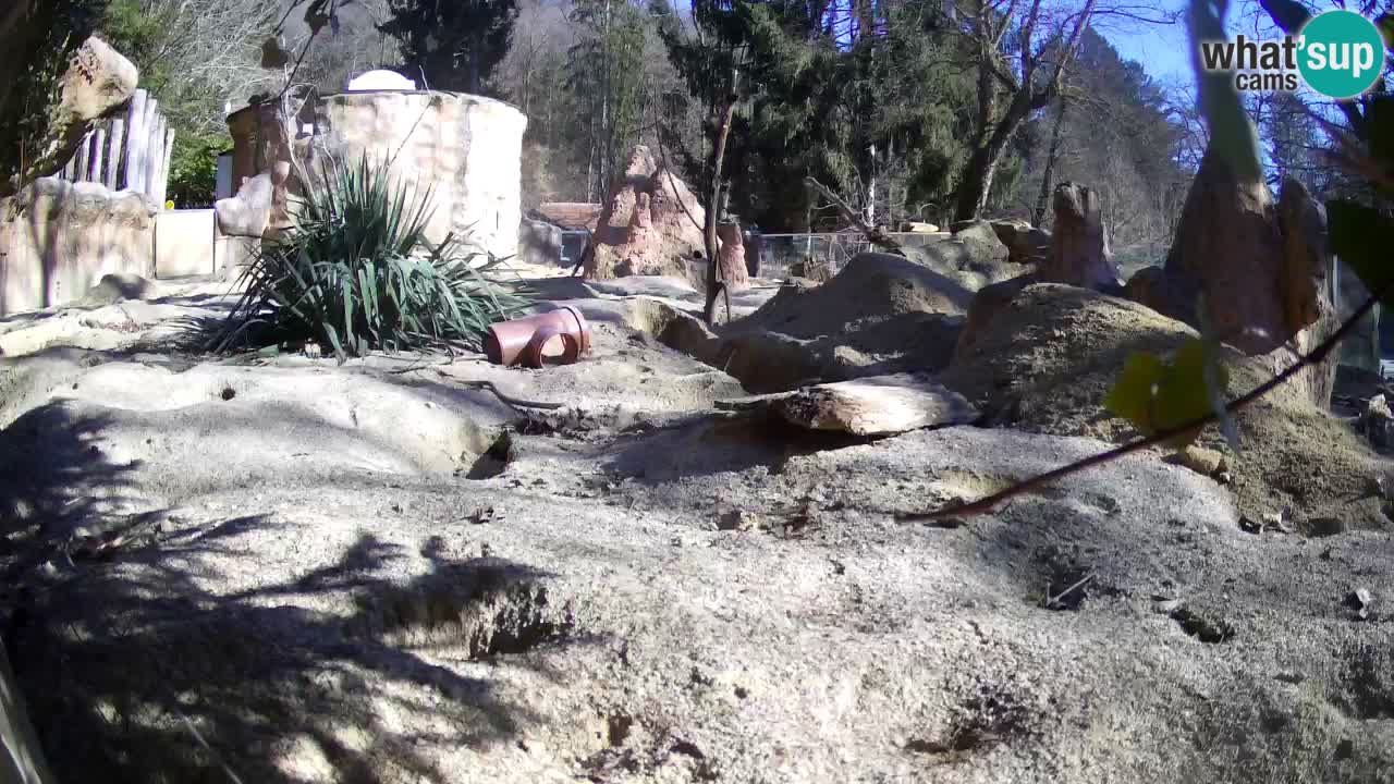 Live cam Zoo Ljubljana – Erdmännchen