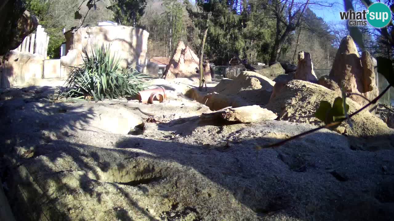 Zoo Ljubljana – Live webcam Meerkat (Suricata)