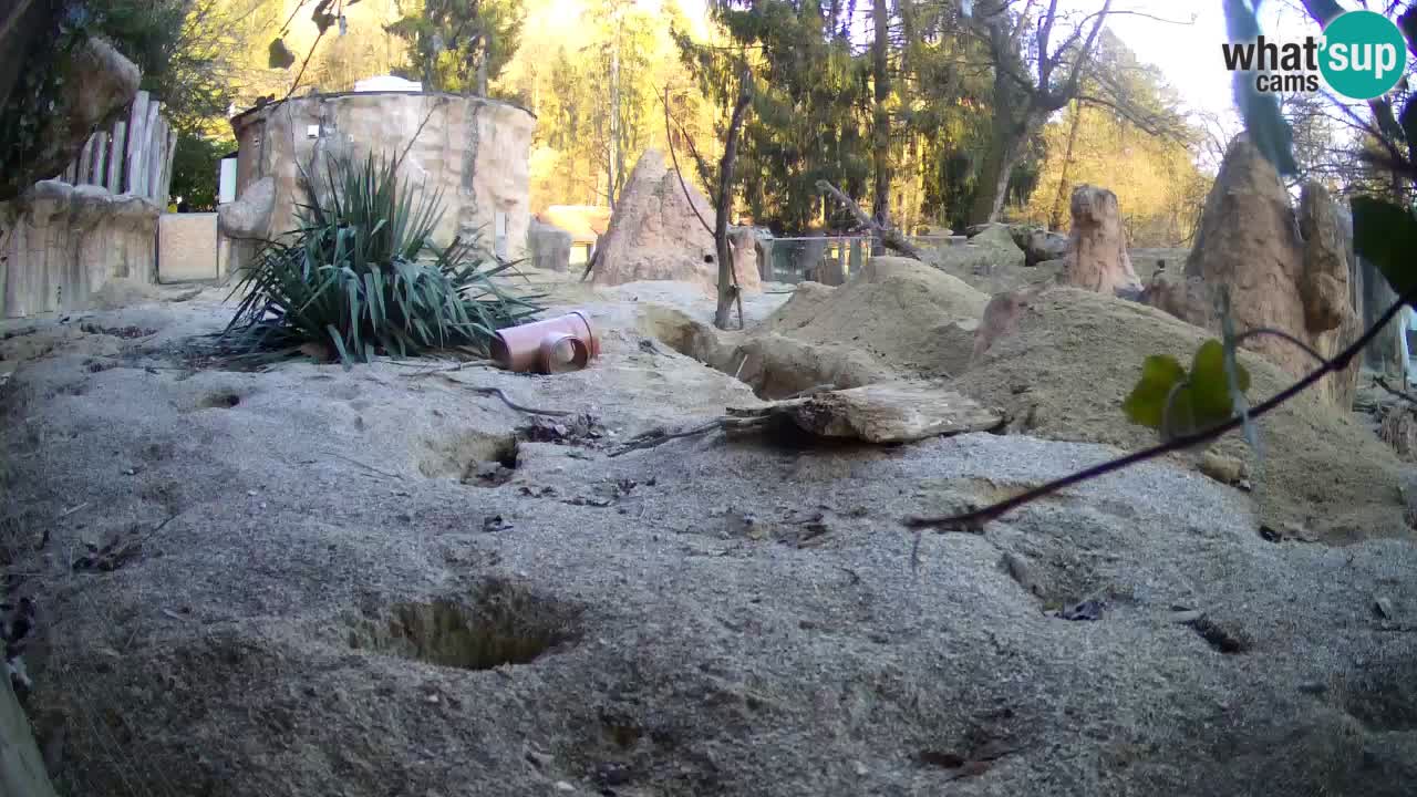 Zoo Ljubljana – Live webcam Meerkat (Suricata)