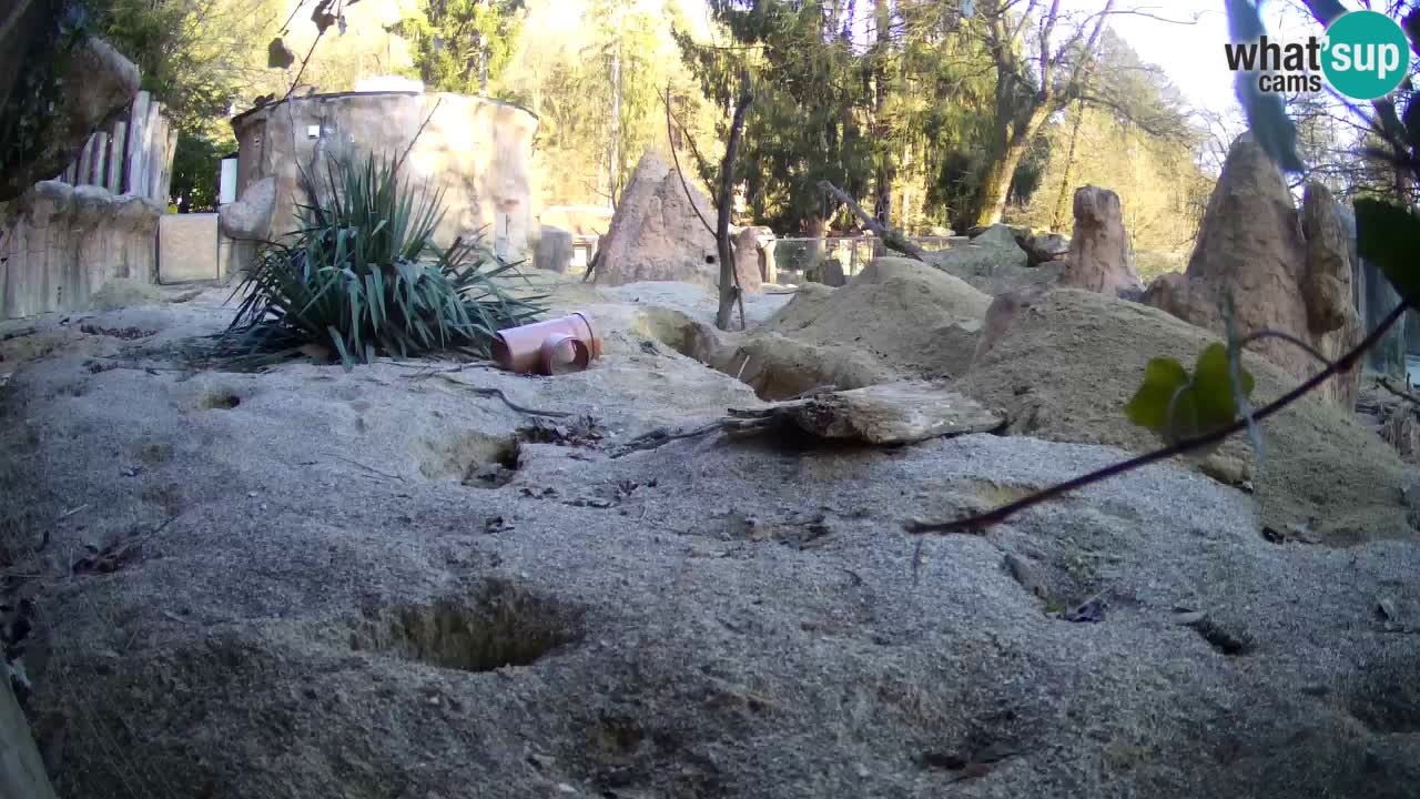 Webcam live Zoo Ljubljana – Suricata