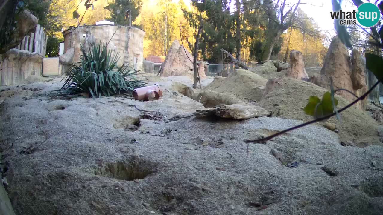 Webcam Zoo Ljubljana – Suricate