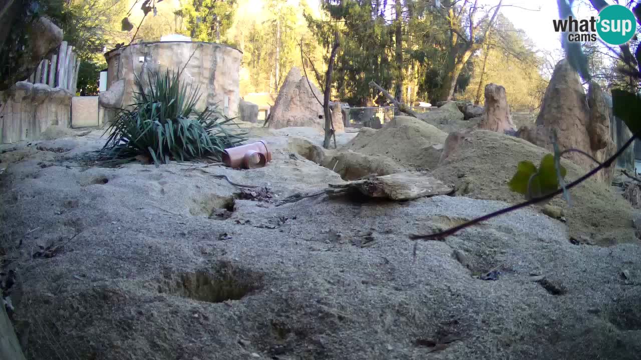 Webcam Zoo Ljubljana – Suricate