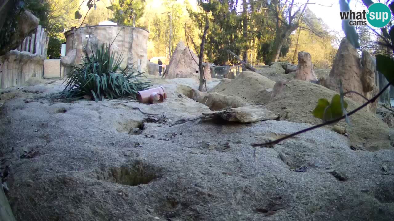 Webcam Zoo Ljubljana – Suricate