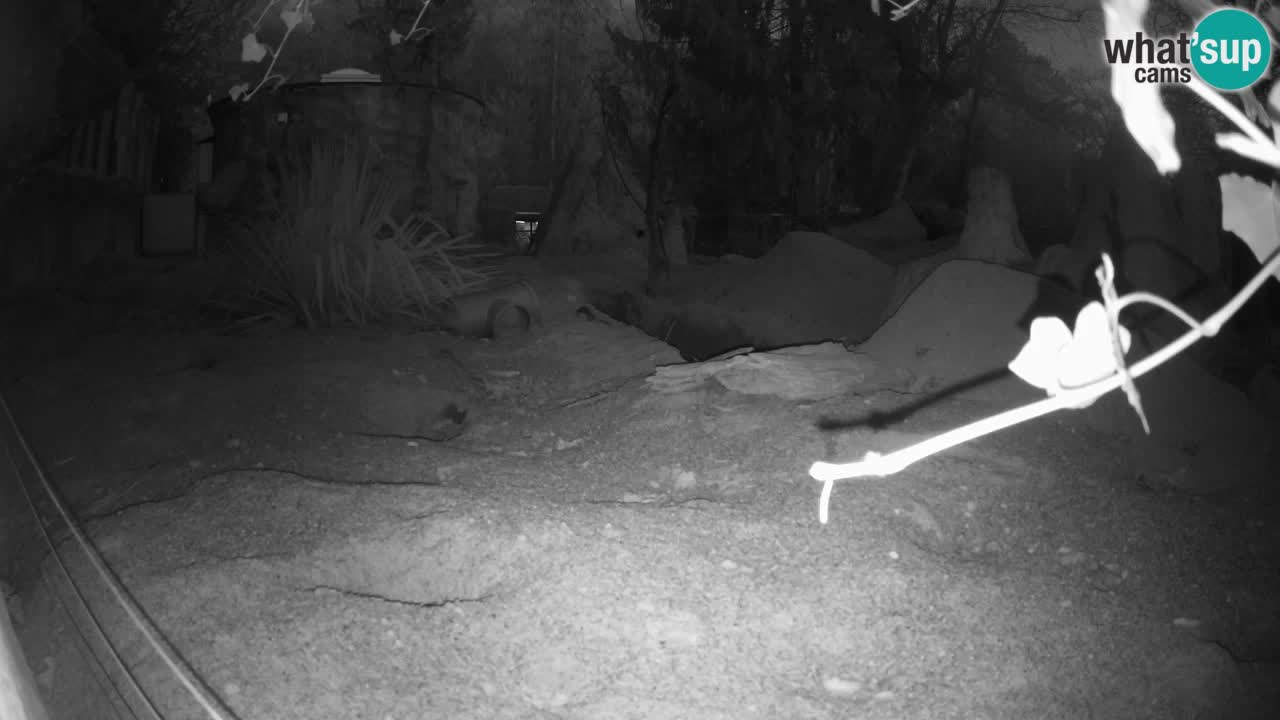 Zoo Ljubljana – Live webcam Meerkat (Suricata)