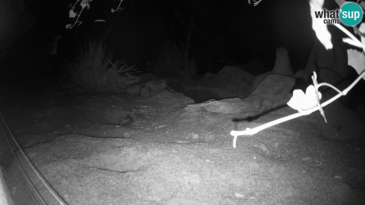 Zoo Ljubljana – Meerkat (Suricata)