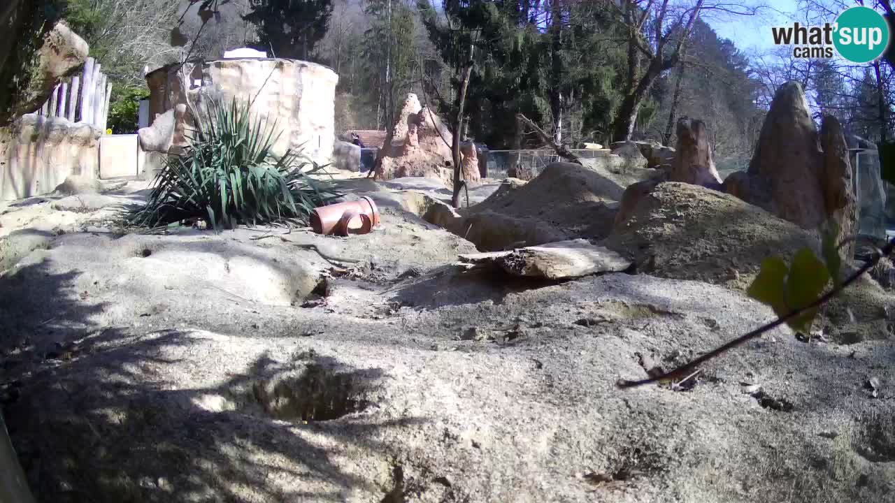 Zoo Ljubljana – Meerkat (Suricata)