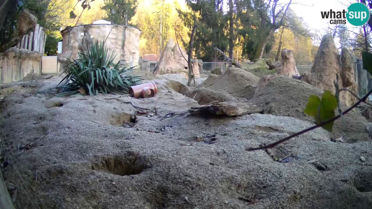 Zoo Ljubljana – Live webcam Meerkat (Suricata)