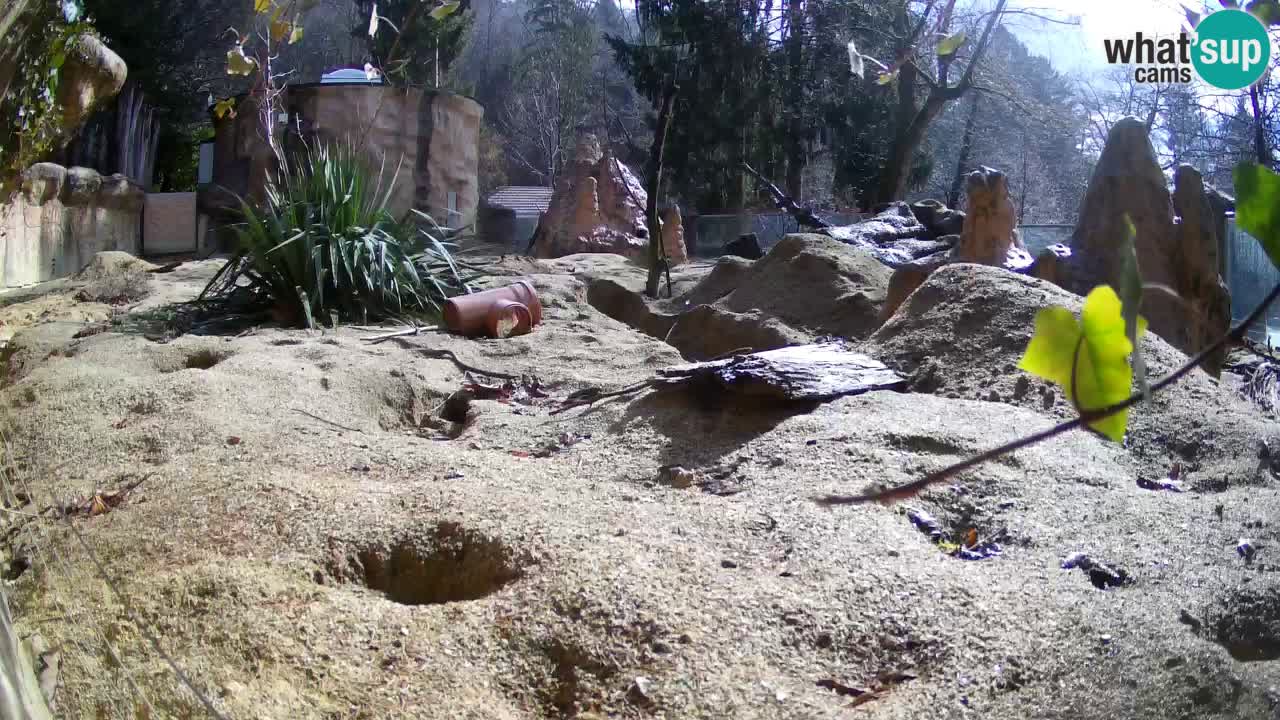 Live cam Zoo Ljubljana – Erdmännchen