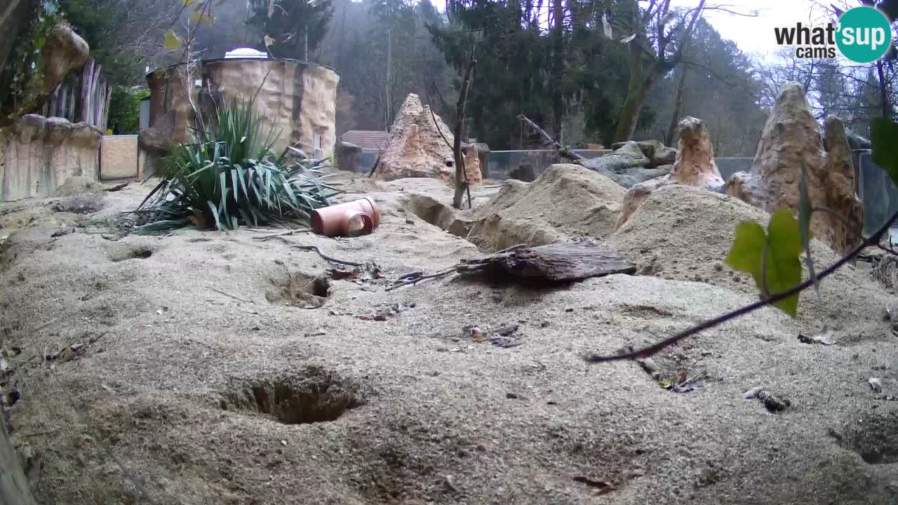 Live cam Zoo Ljubljana – Erdmännchen