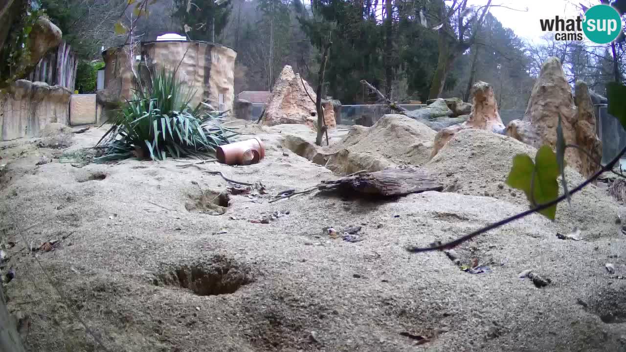 Zoo Ljubljana – Live webcam Meerkat (Suricata)