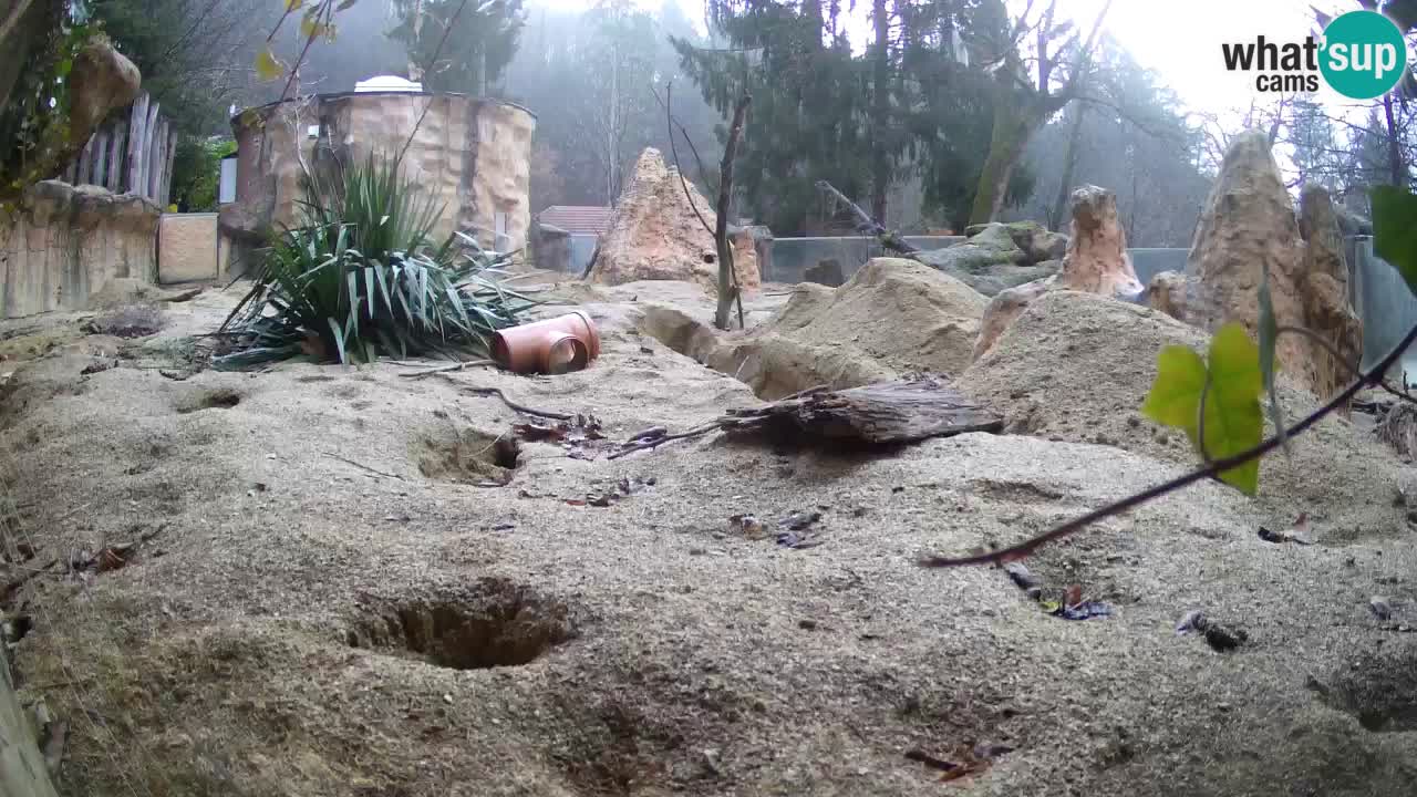 Zoo Ljubljana – Live webcam Meerkat (Suricata)