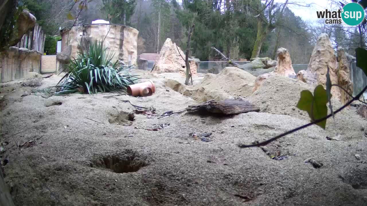 Zoo Ljubljana – Live webcam Meerkat (Suricata)