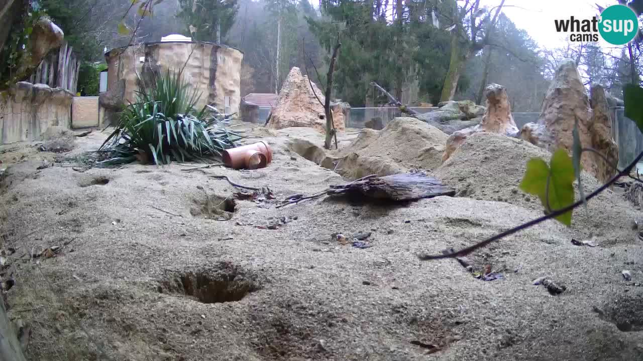 Webcam live Zoo Ljubljana – Suricata