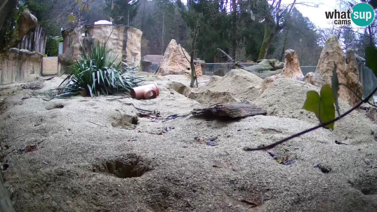 Webcam Zoo Ljubljana – Suricate