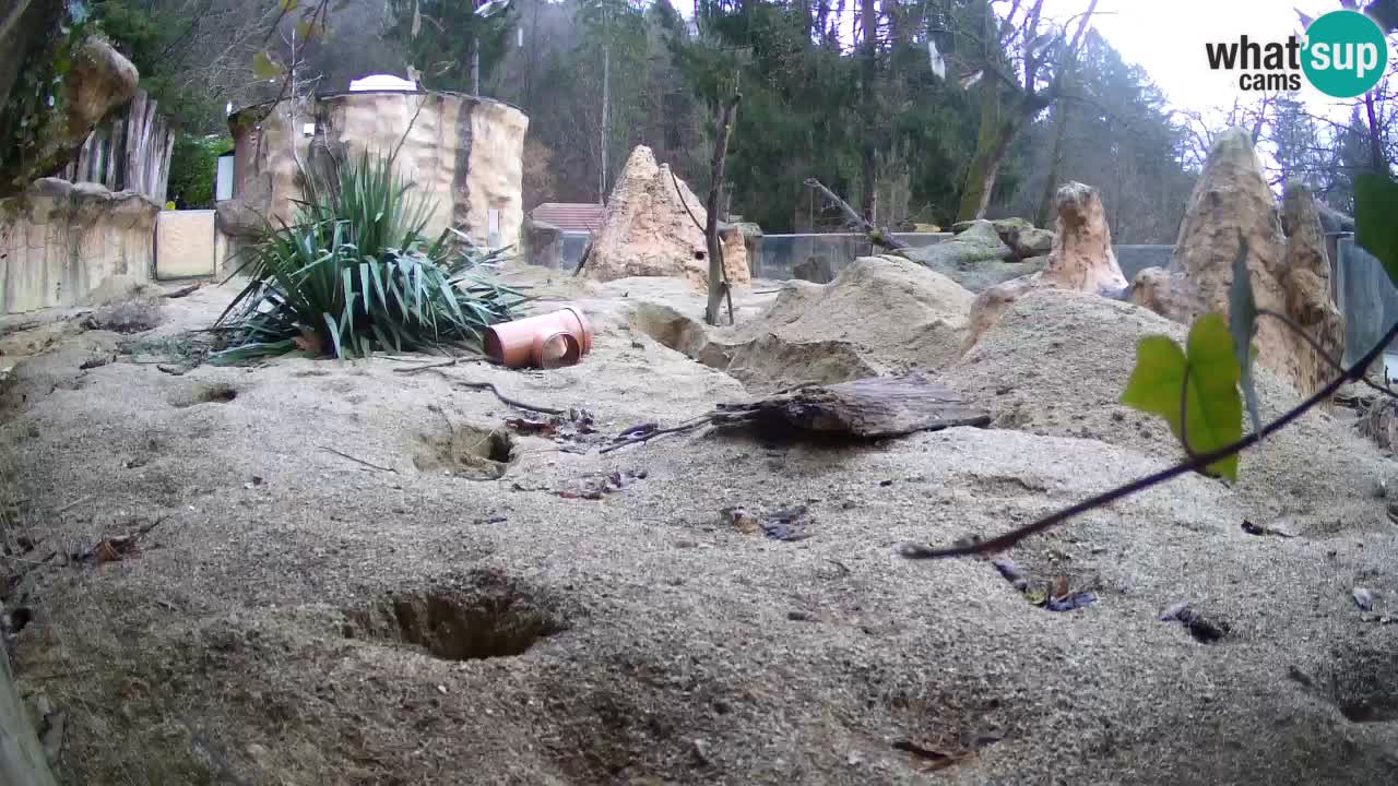 Zoo Ljubljana – Meerkat (Suricata)