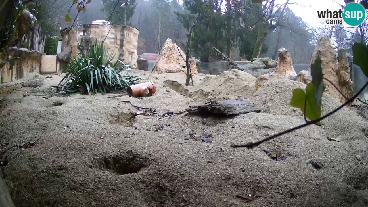 Live cam Zoo Ljubljana – Erdmännchen